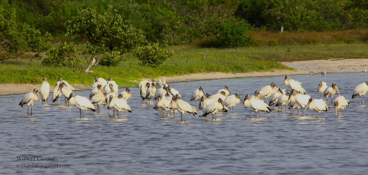 Wood Stork - ML20651791