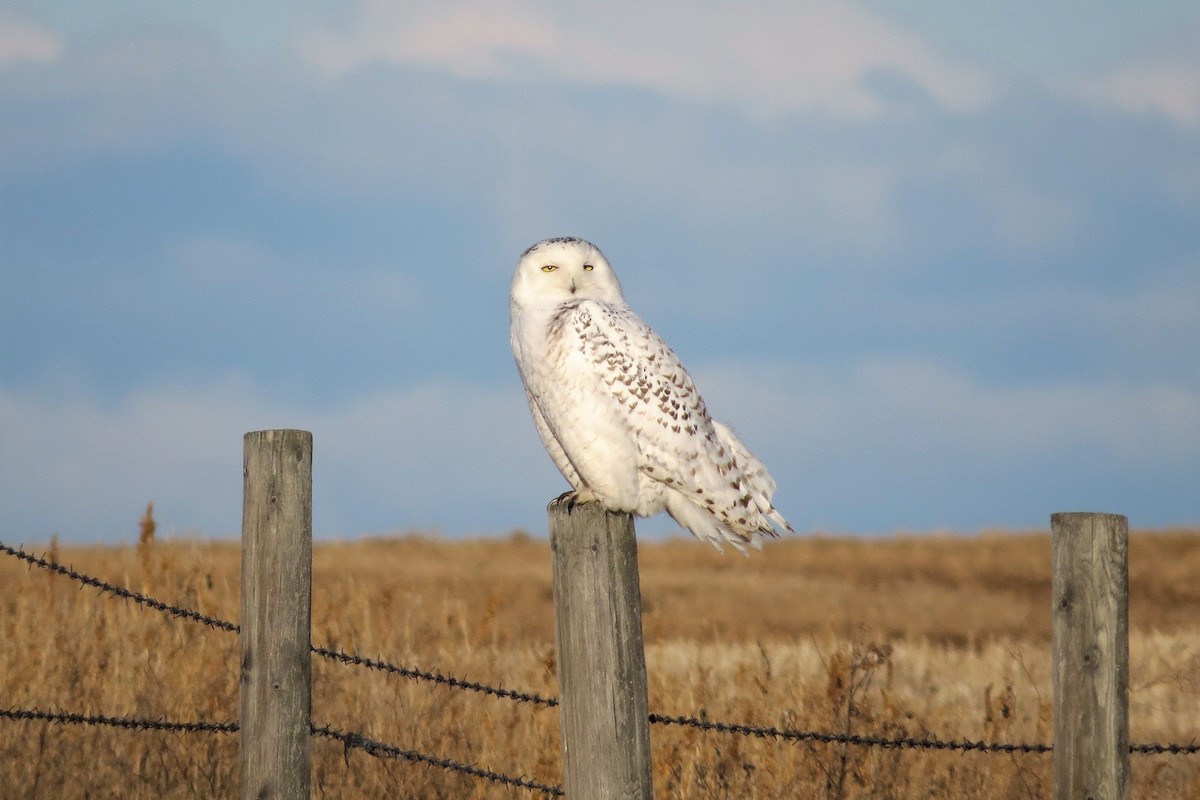 Snowy Owl - ML206519651