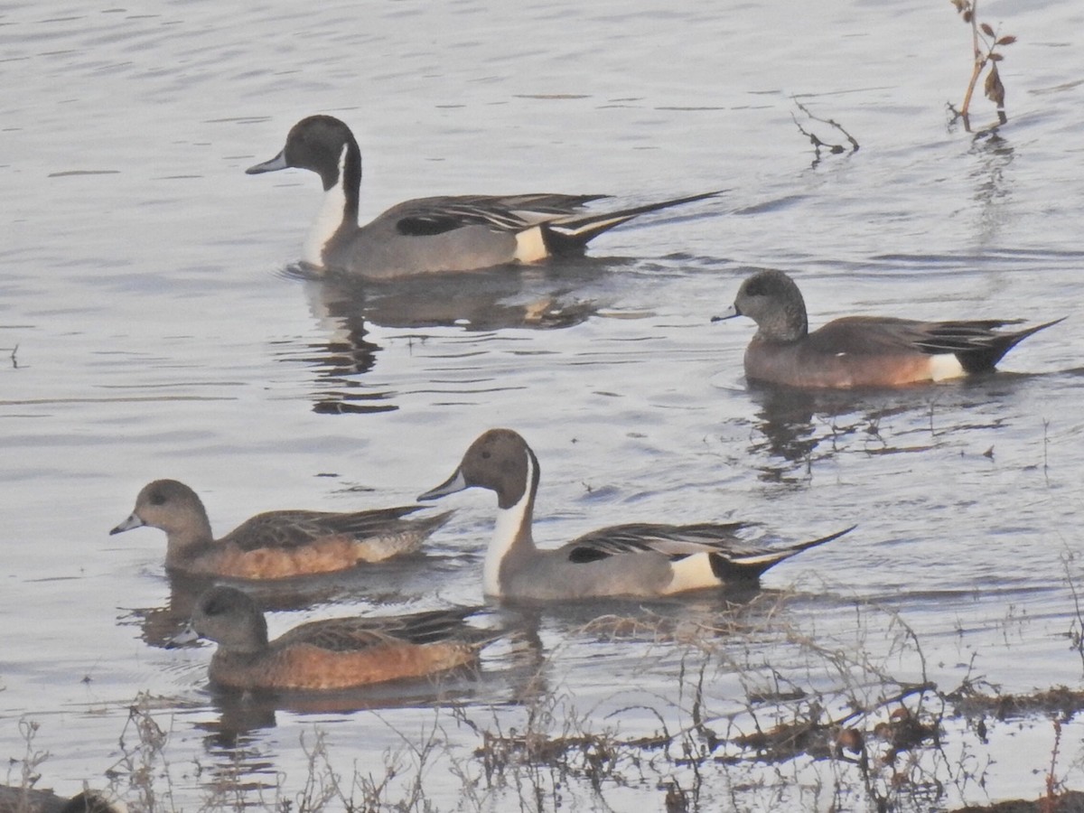 Northern Pintail - ML206520771