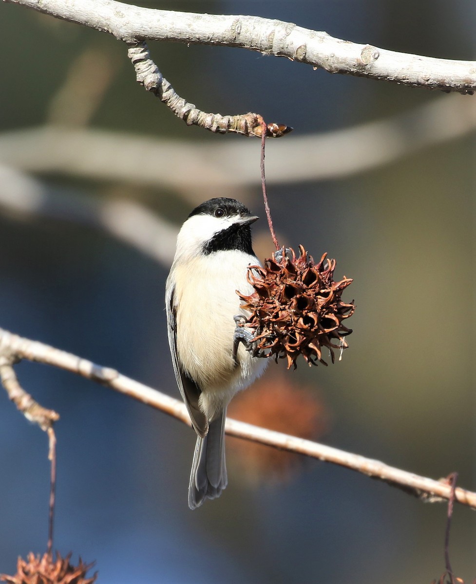 Carolina Chickadee - ML206523131