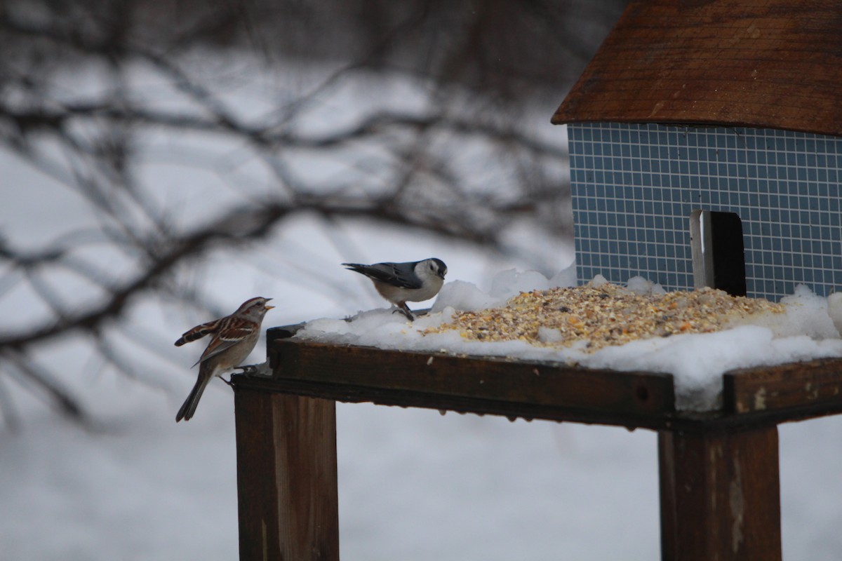 White-breasted Nuthatch - ML206523581