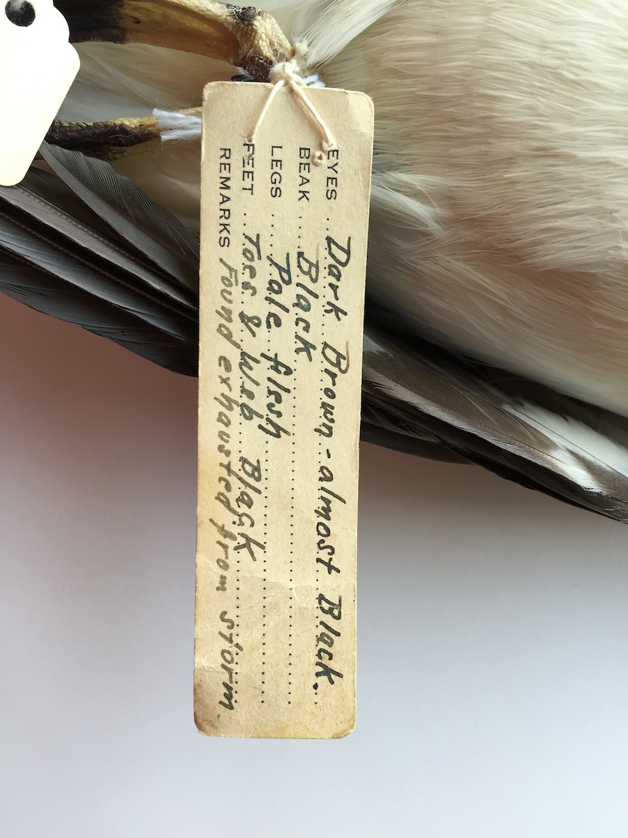 Black-capped Petrel (Dark-faced) - Historical eBird Records