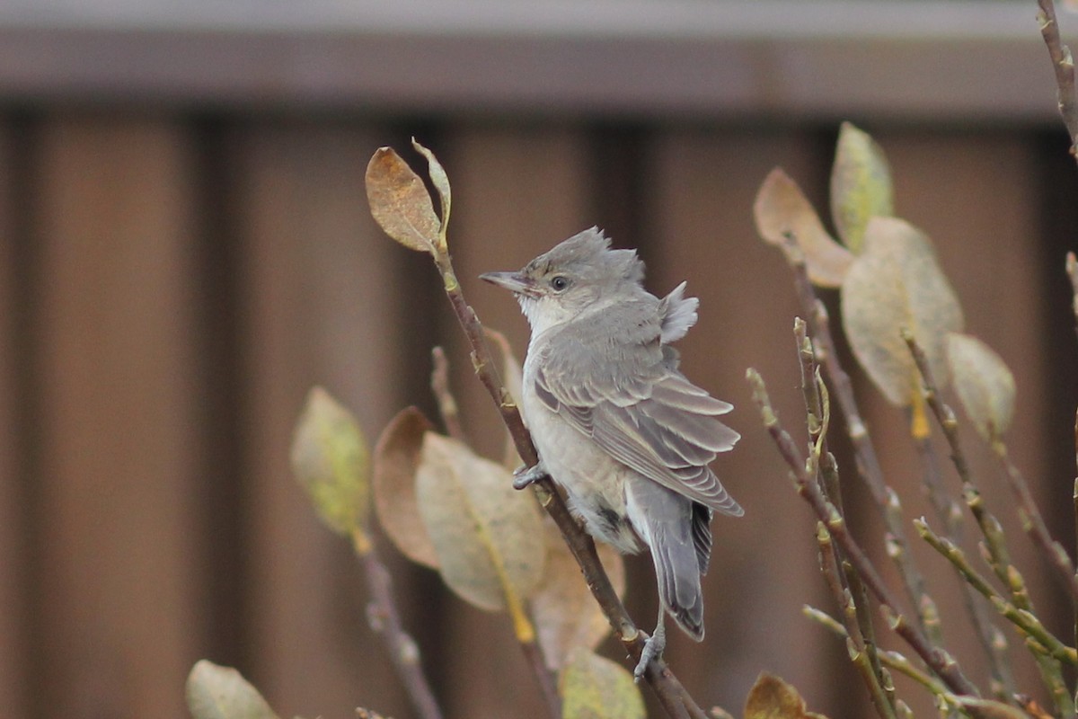 Barred Warbler - Ingvar Atli Sigurðsson