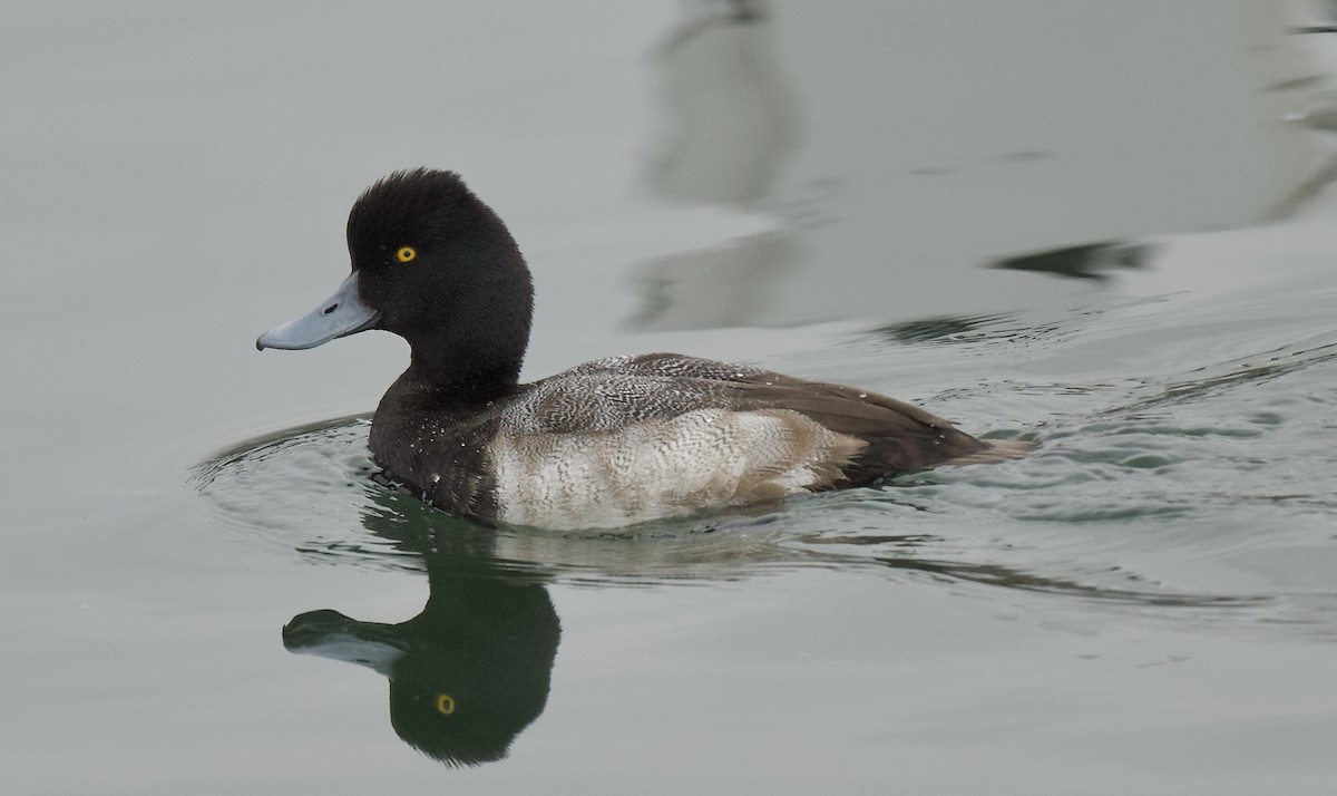 Lesser Scaup - ML206527991