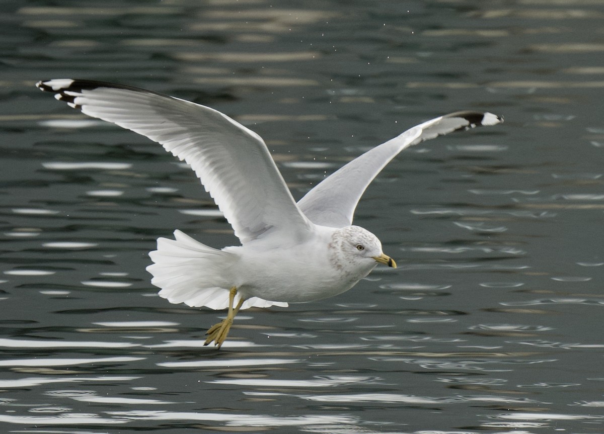 Ring-billed Gull - ML206528101