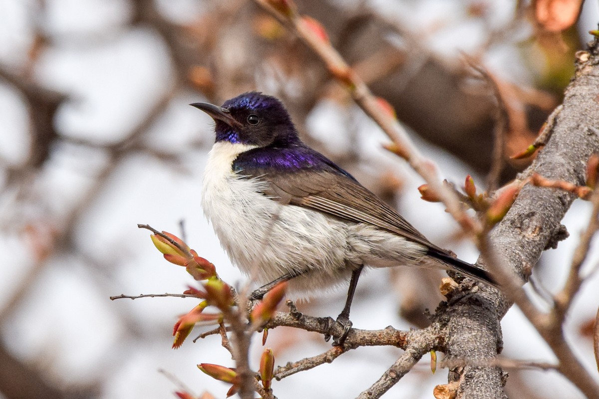 Western Violet-backed Sunbird - Alison Bentley
