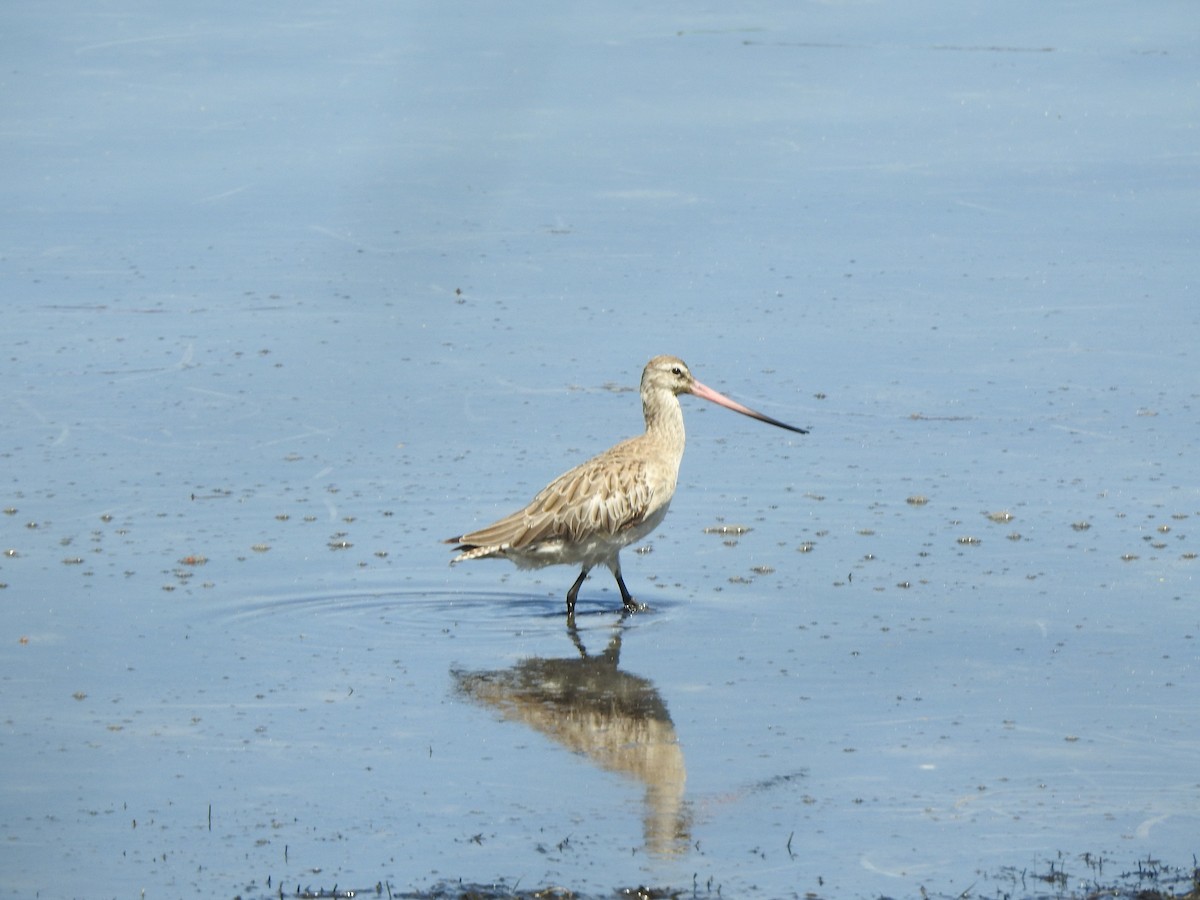 Bar-tailed Godwit - ML206530121