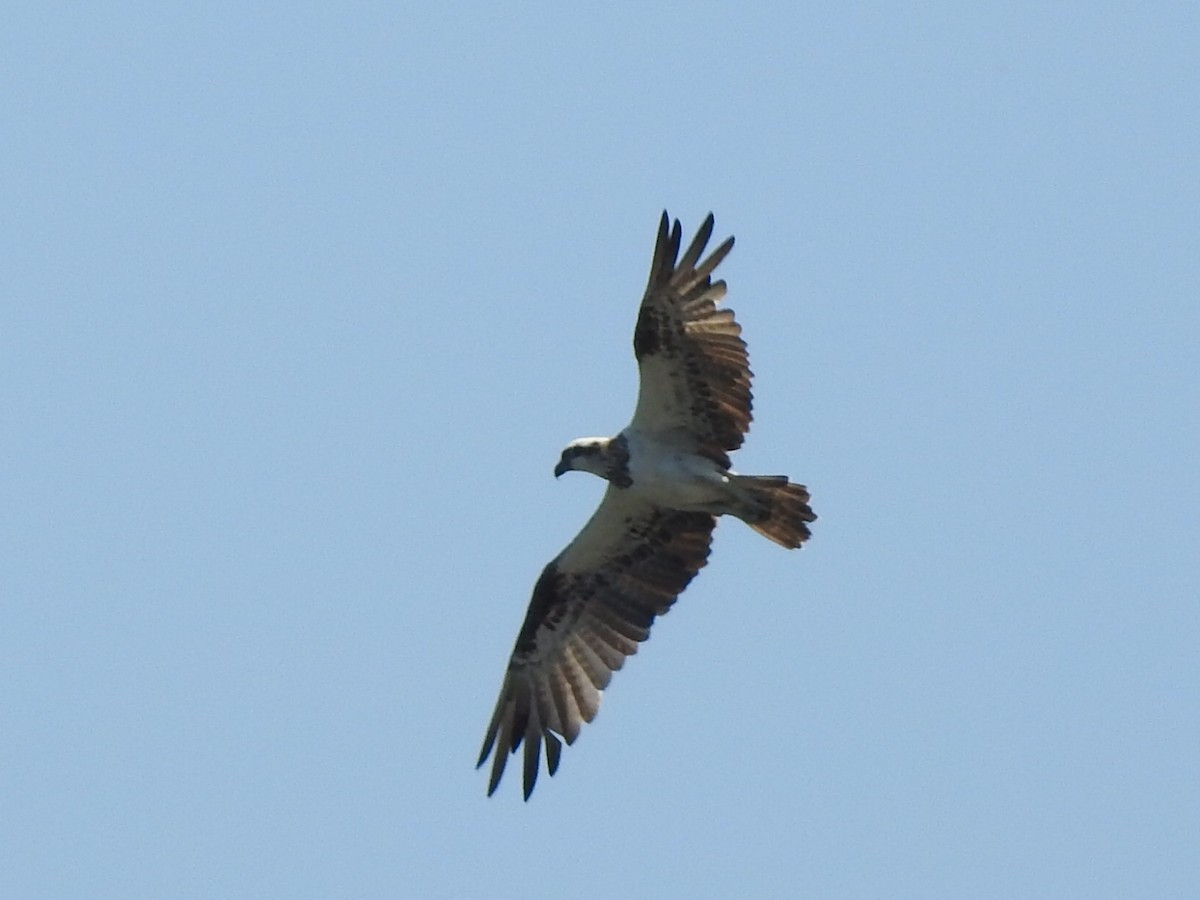 Osprey (Australasian) - ML206530341