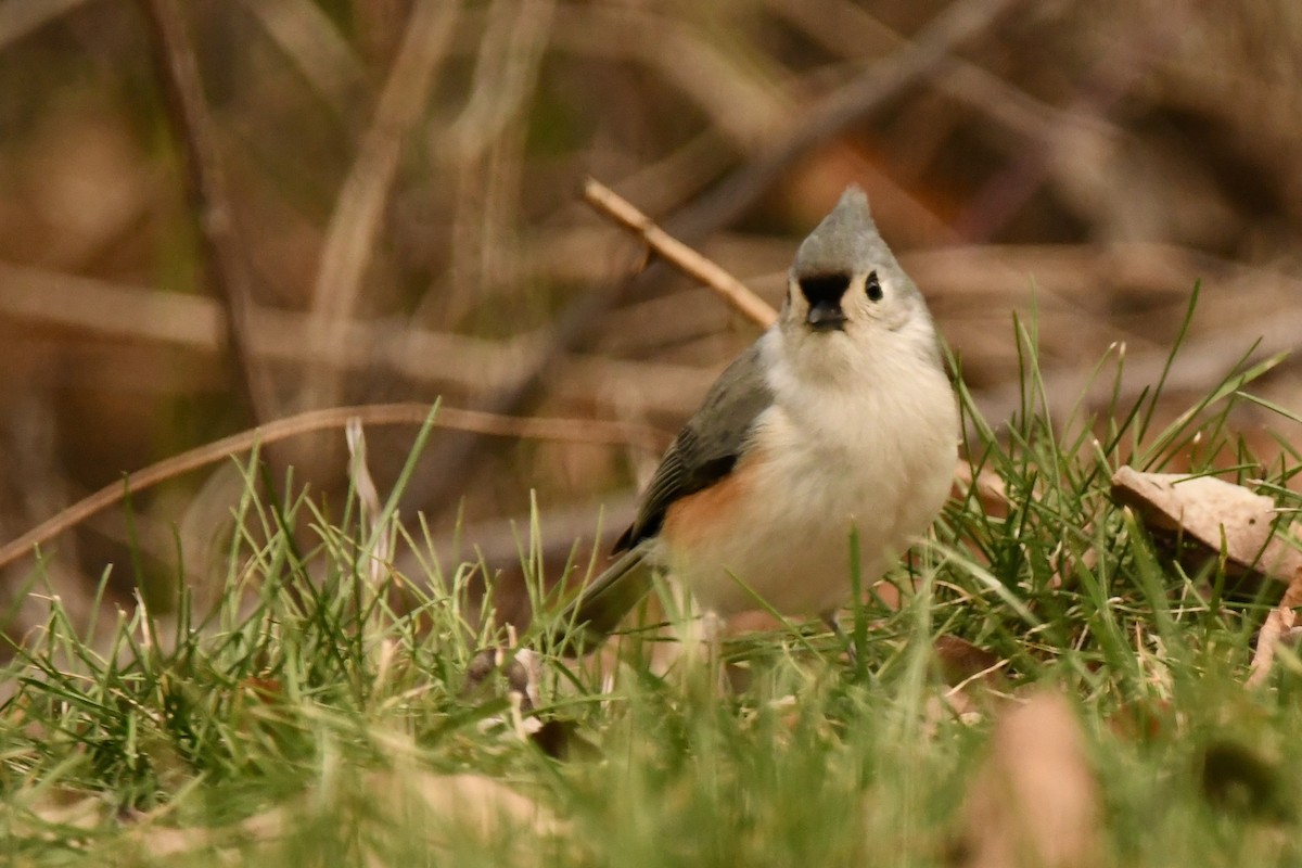 Tufted Titmouse - ML206530491