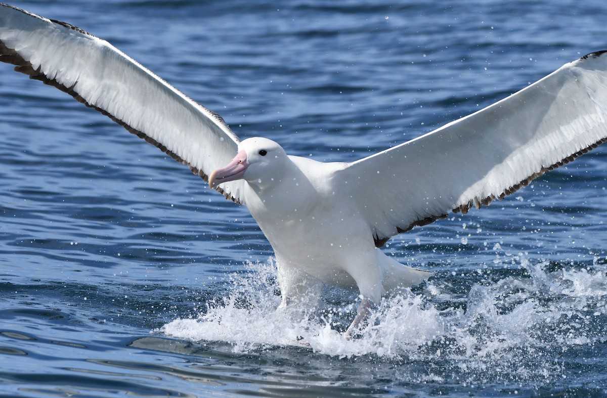 Northern/Southern Royal Albatross - Jack  Bushong