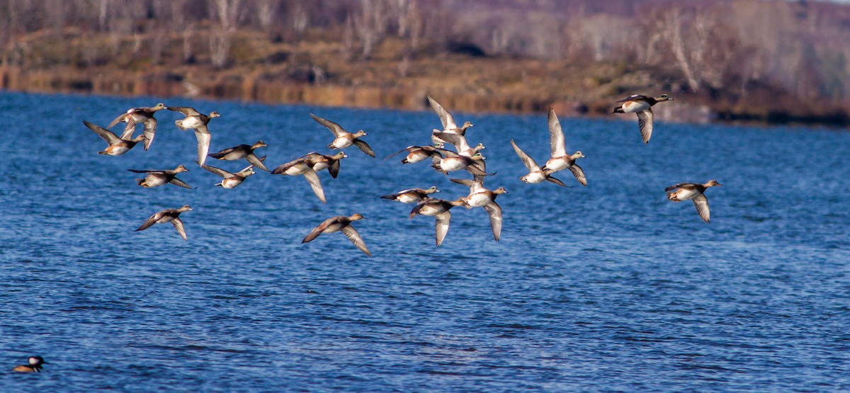 American Wigeon - Bruce Gates