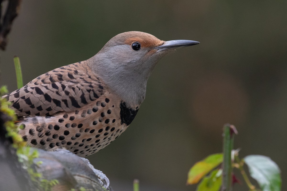 Northern Flicker (Red-shafted) - ML206532701
