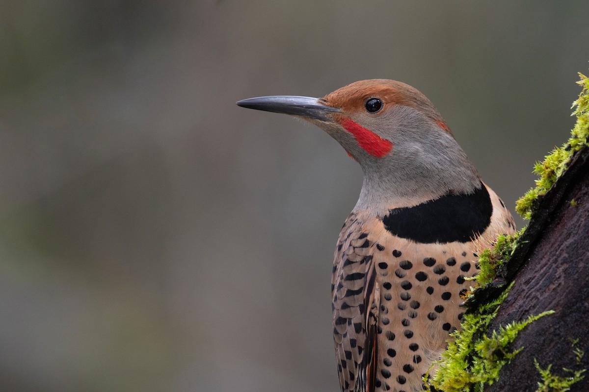 Northern Flicker (Yellow-shafted x Red-shafted) - ML206532771