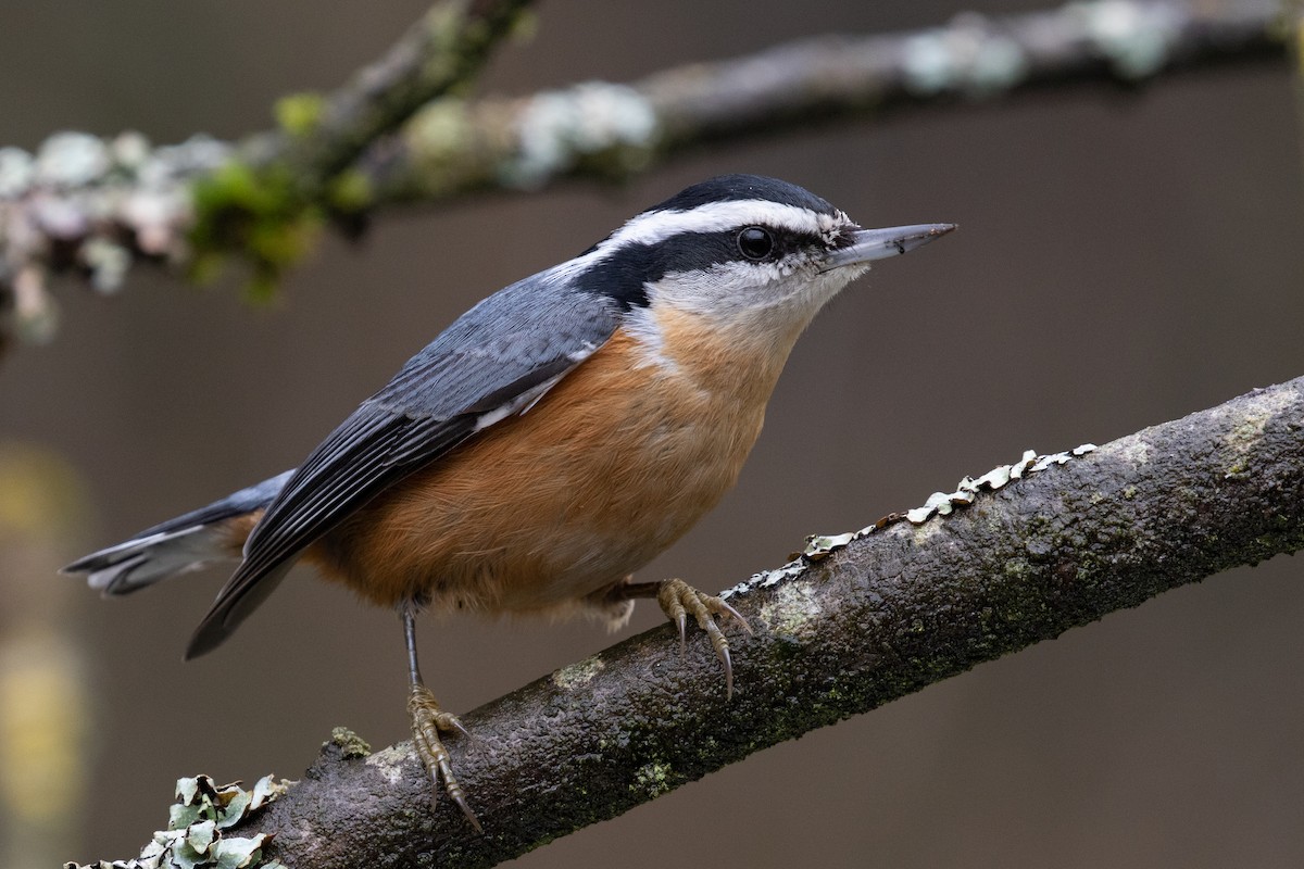 Red-breasted Nuthatch - Blair Dudeck