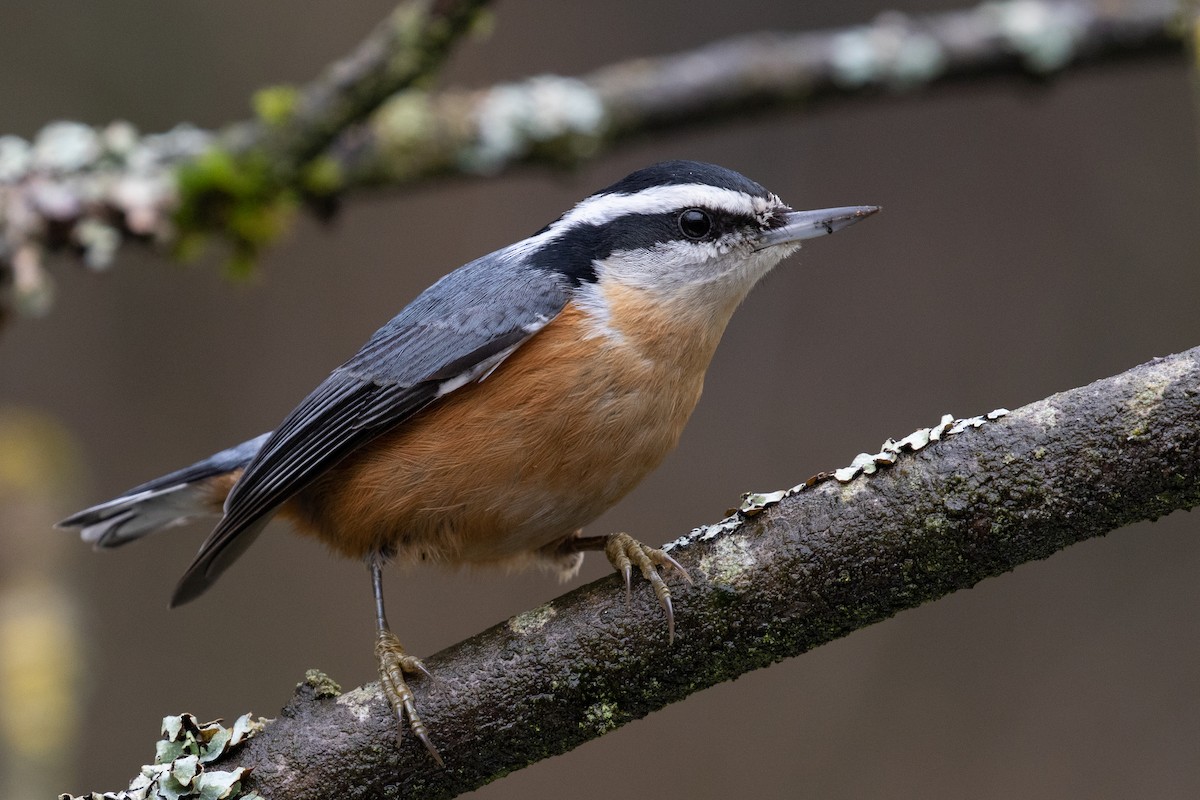 Red-breasted Nuthatch - ML206532801