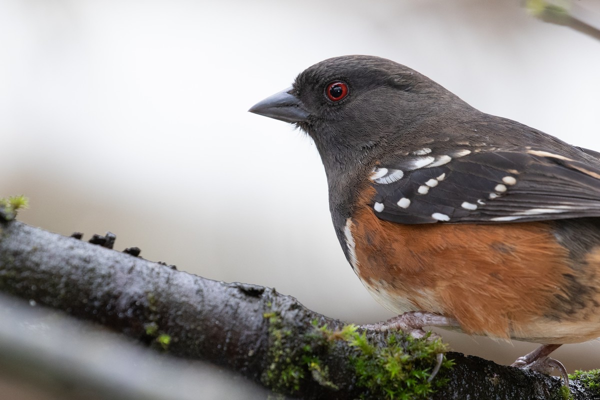 Spotted Towhee - ML206532821