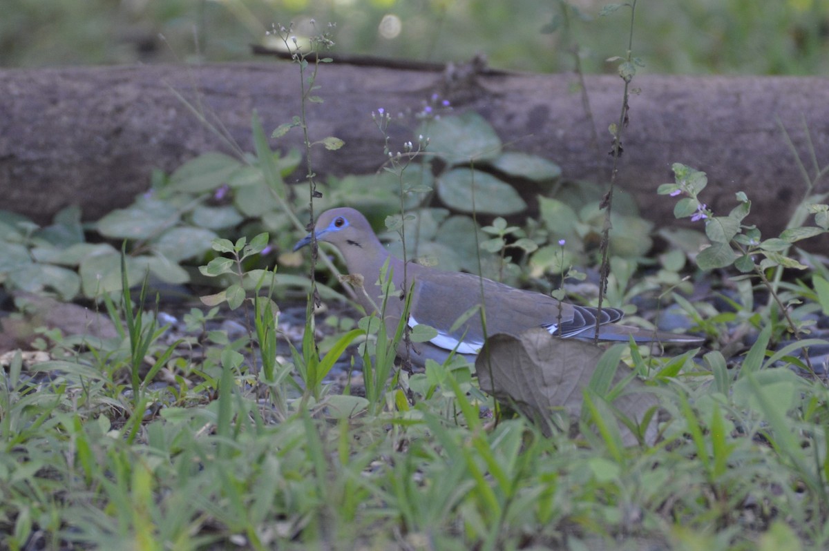 White-winged Dove - ML206534361