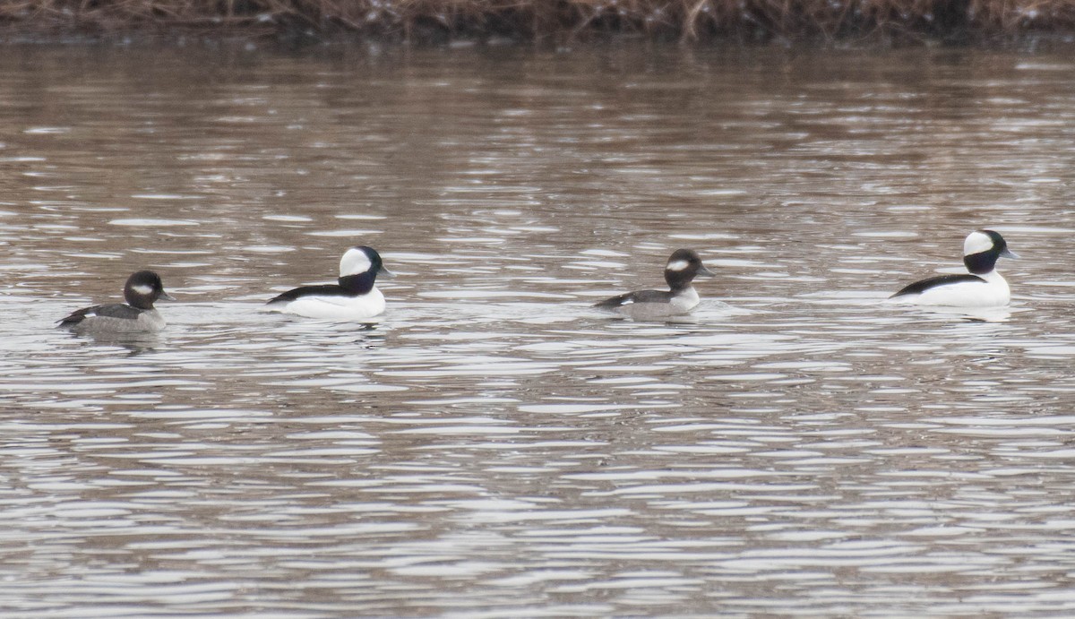 Bufflehead - Ryan Andrews