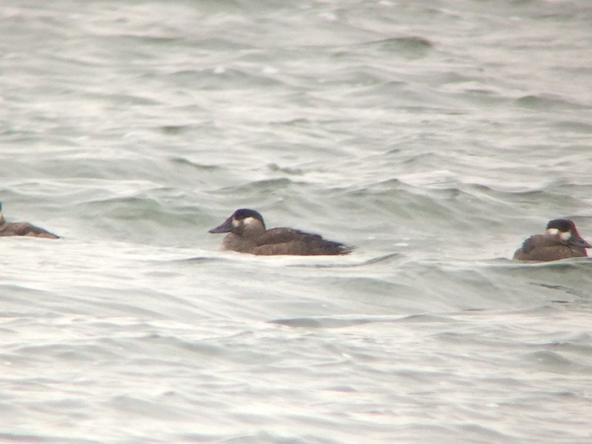 Surf Scoter - ML20653561