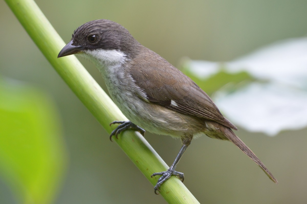 Puerto Rican Tanager - ML206535751