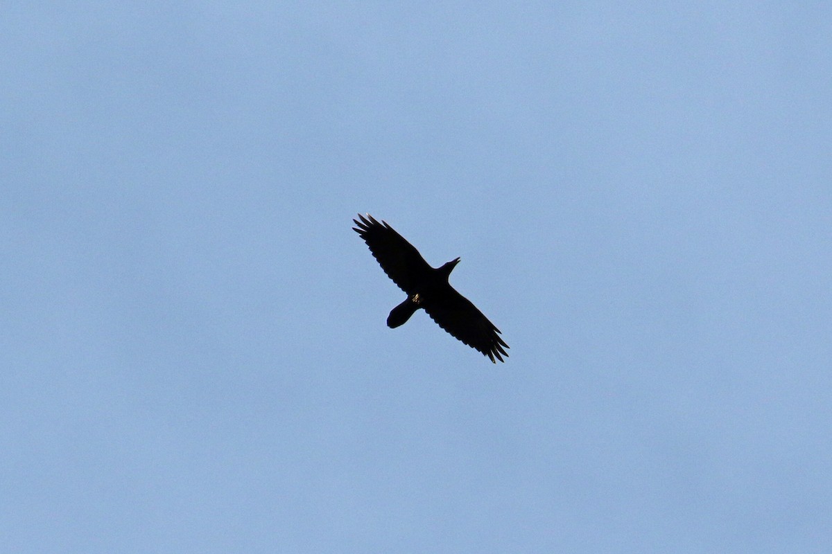 Common Raven - ML206535891