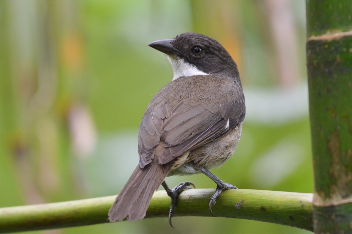 Puerto Rican Tanager - David Lawton