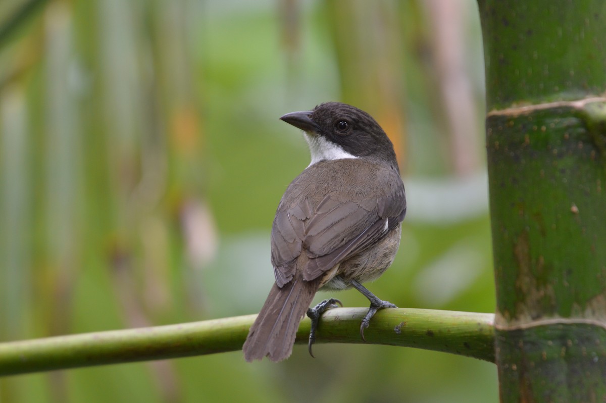 Puerto Rican Tanager - David Lawton