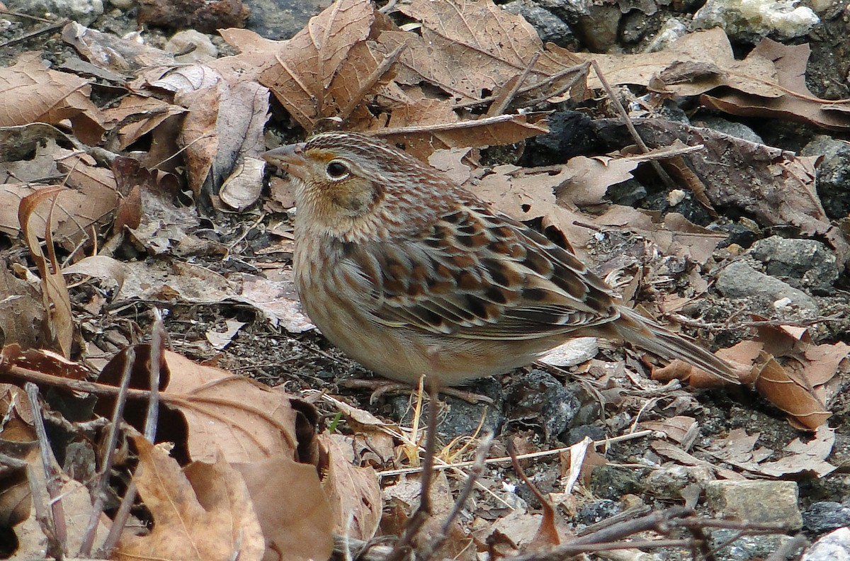 Grasshopper Sparrow - ML206537571