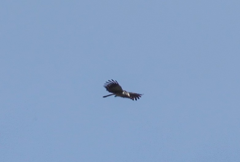 Long-tailed Honey-buzzard - ML206537821