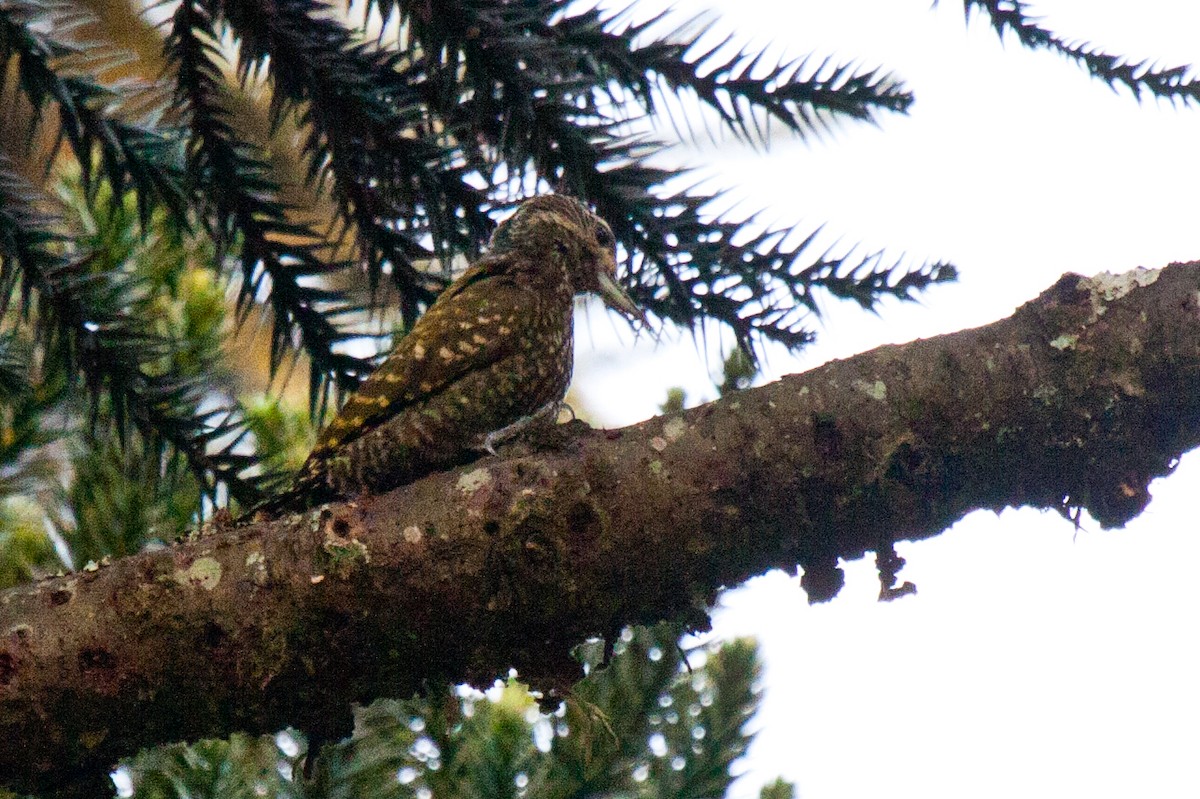 White-spotted Woodpecker - ML206538381