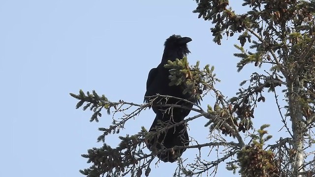 Common Raven - ML206539981