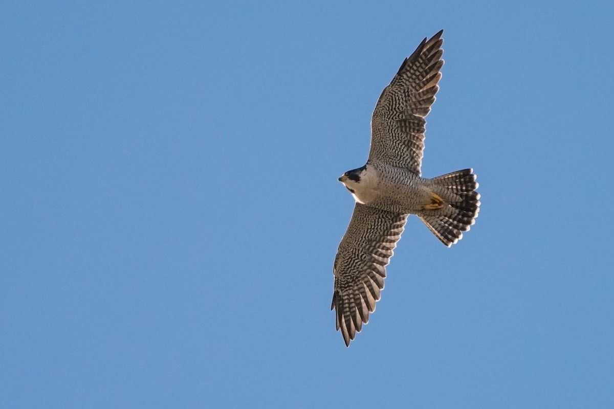 Peregrine Falcon - ML20654041