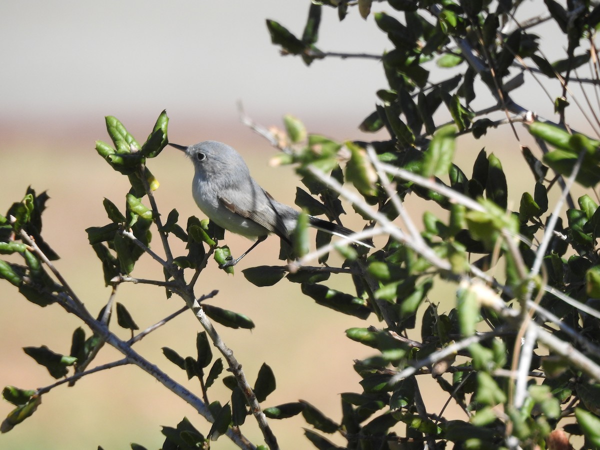 Blue-gray Gnatcatcher - ML206541981