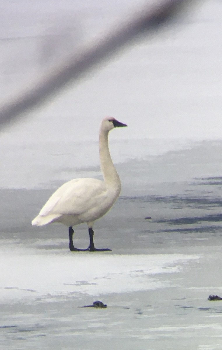 Tundra Swan - Miles Scheuering