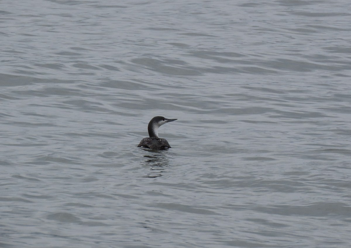 Red-throated Loon - ML206544841