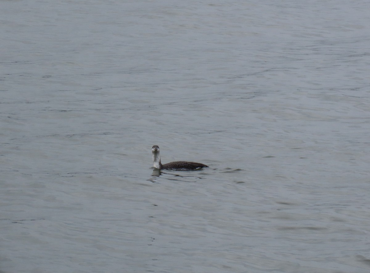 Red-throated Loon - ML206544951