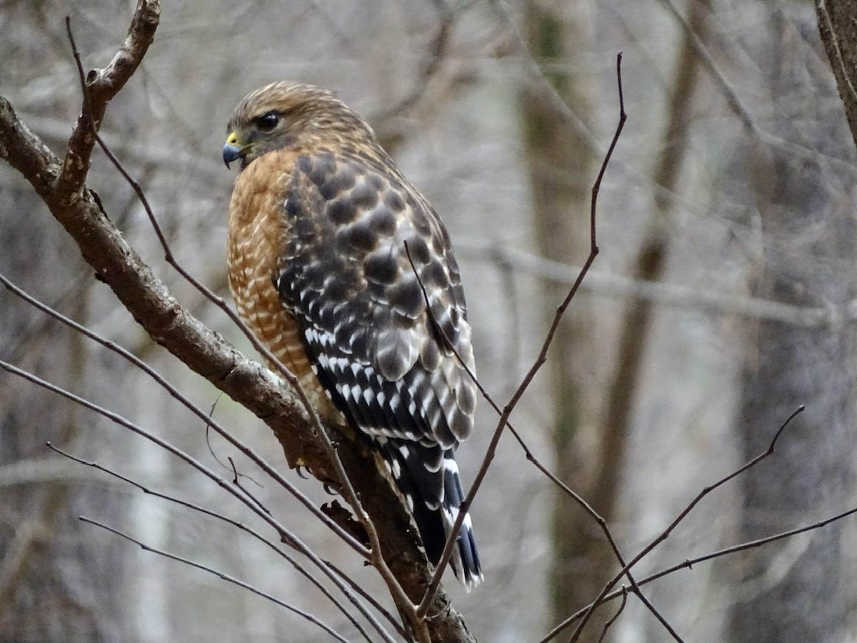 Red-shouldered Hawk - ML206545551
