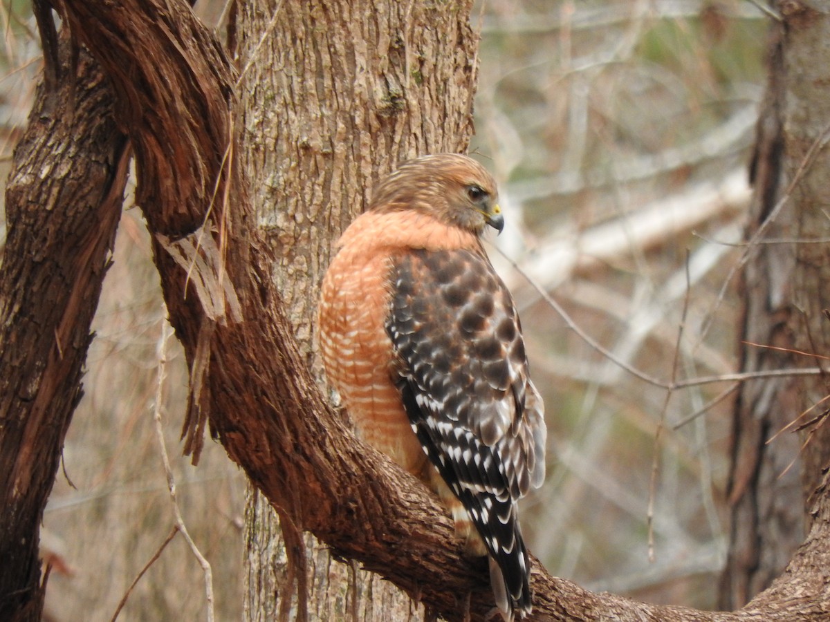 Red-shouldered Hawk - ML206545831