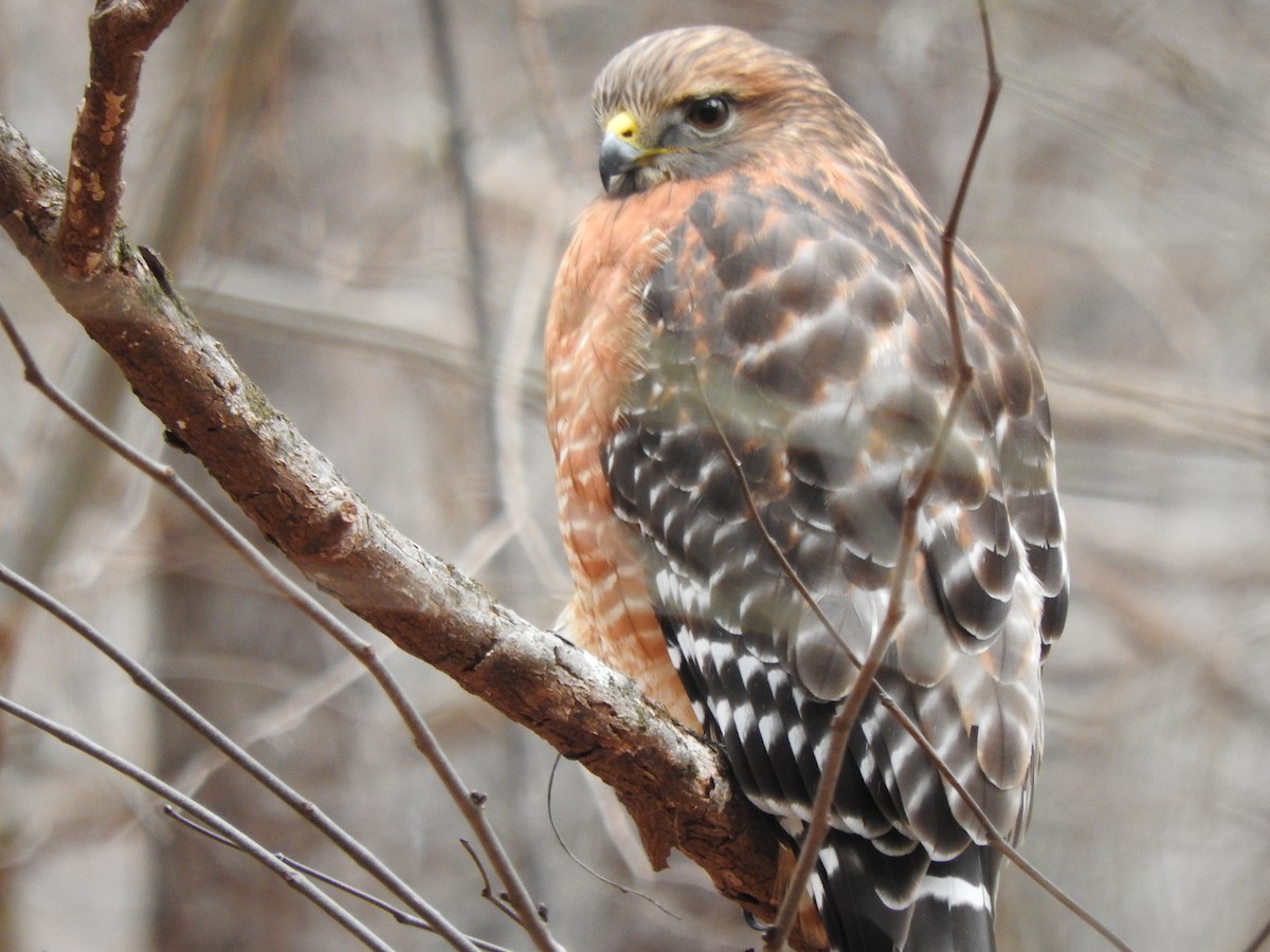 Red-shouldered Hawk - ML206545881