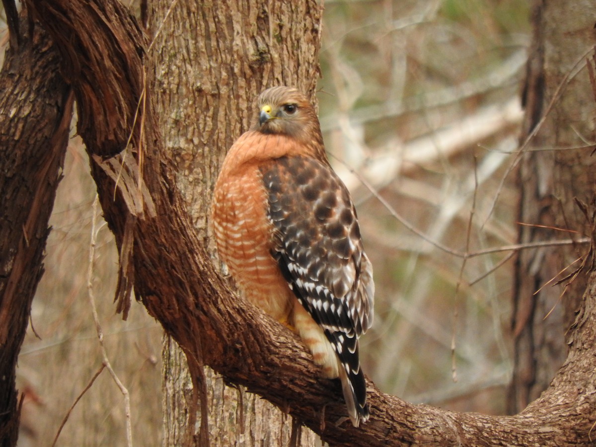 Red-shouldered Hawk - ML206545891