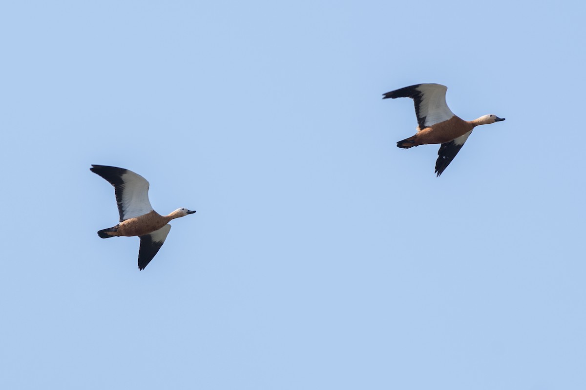 Ruddy Shelduck - ML206546121