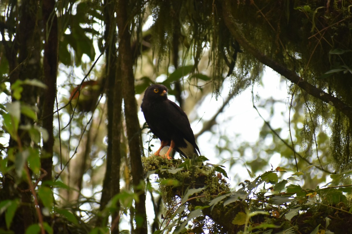 White-rumped Hawk - ML206546141