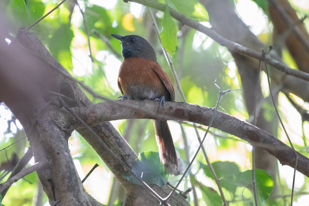 Rufous-breasted Spinetail - ML206547071