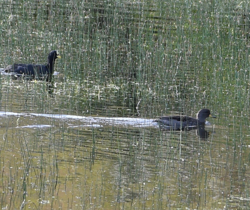 Yellow-billed Teal - william tyrer