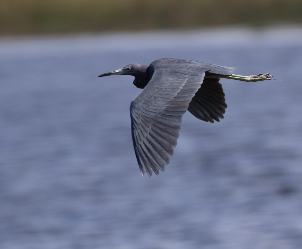 Little Blue Heron - Lindy Fung