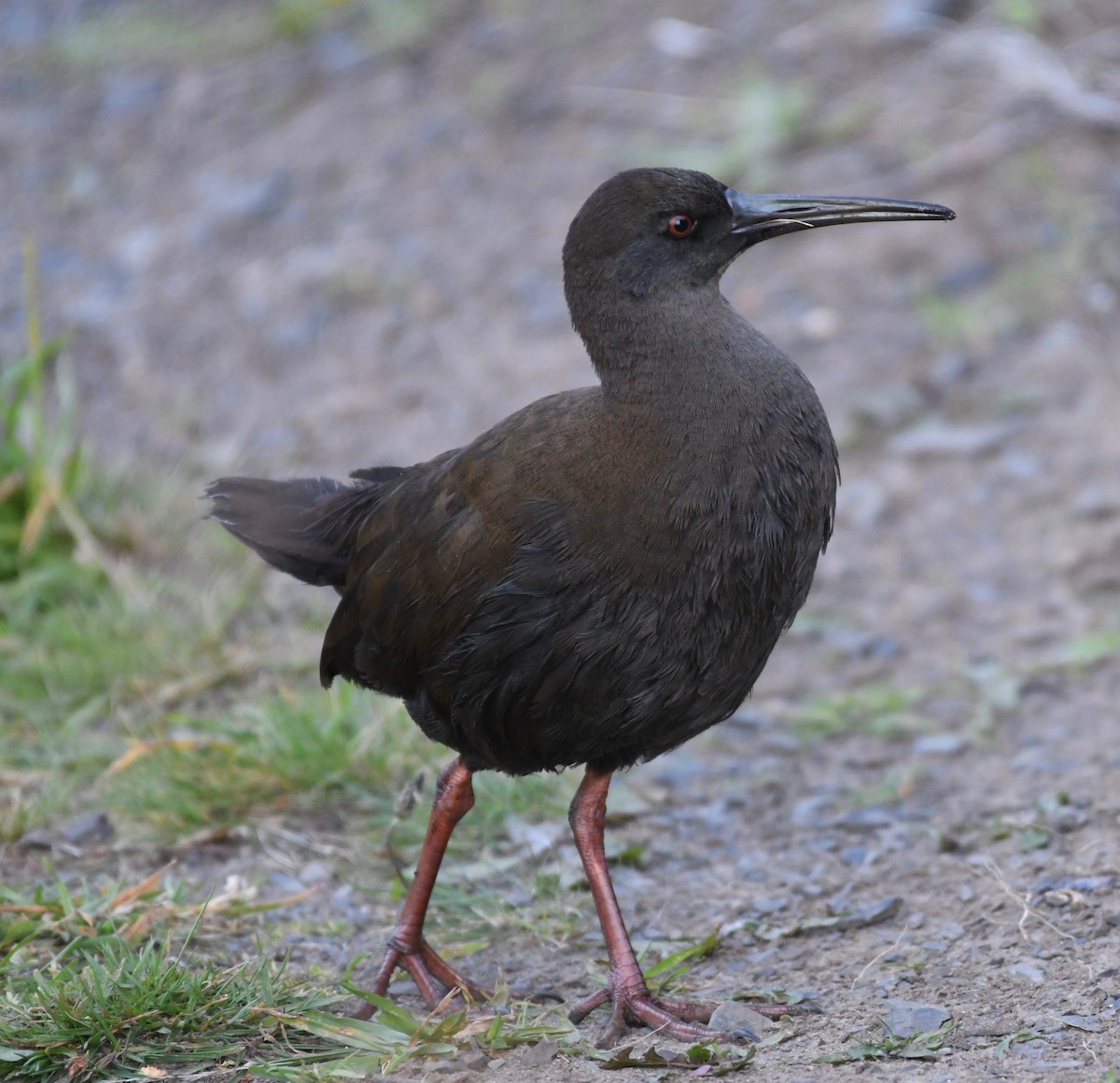 Plumbeous Rail - ML206547531