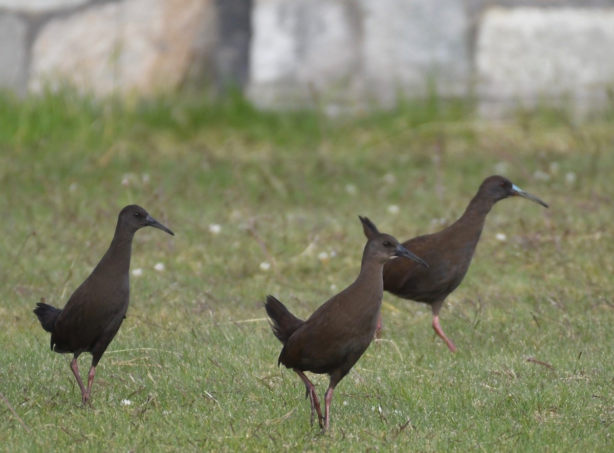 Plumbeous Rail - ML206548281