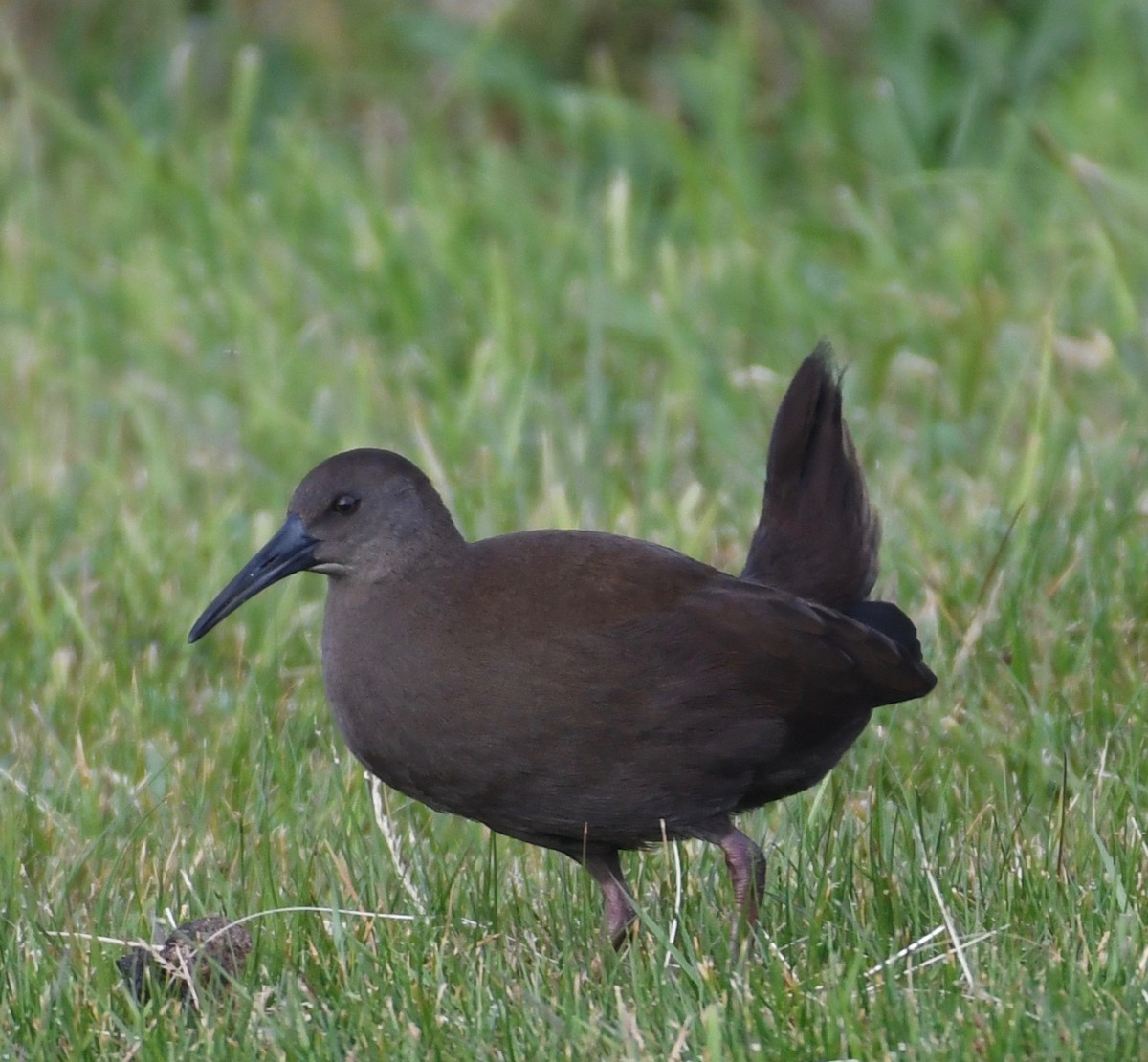 Plumbeous Rail - ML206548301