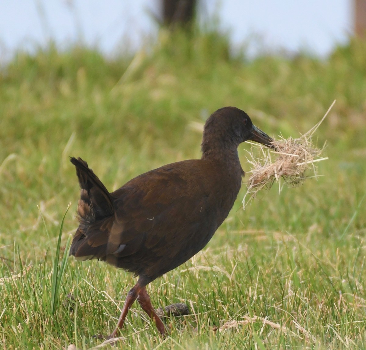 Plumbeous Rail - ML206548331