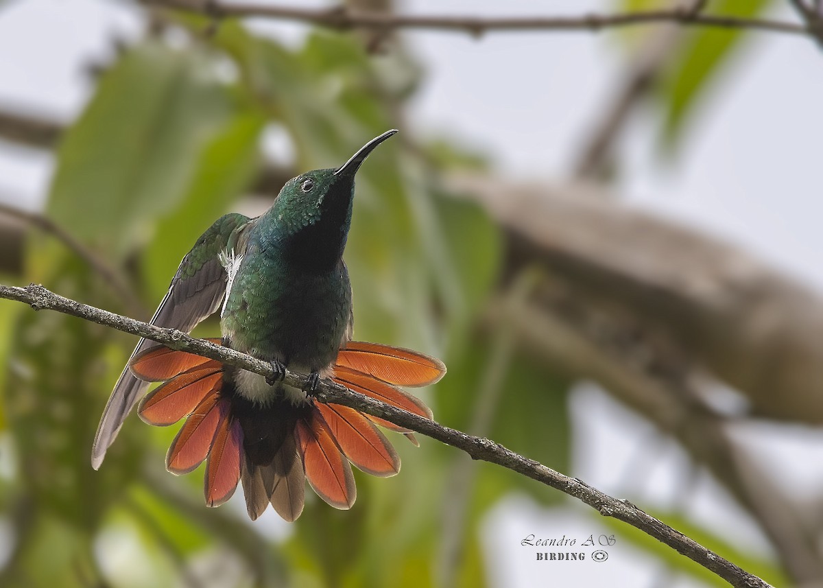 Veraguan Mango - Leandro Arias